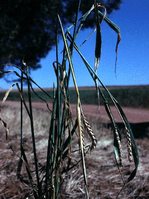 Mus musculus (house mouse); damage in wheat crop. Australia.