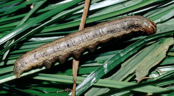 Full grown larva, Glapwell, Derbyshire, UK.