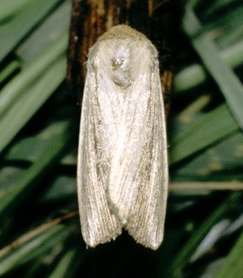 Adult M. loreyi at rest (UK).