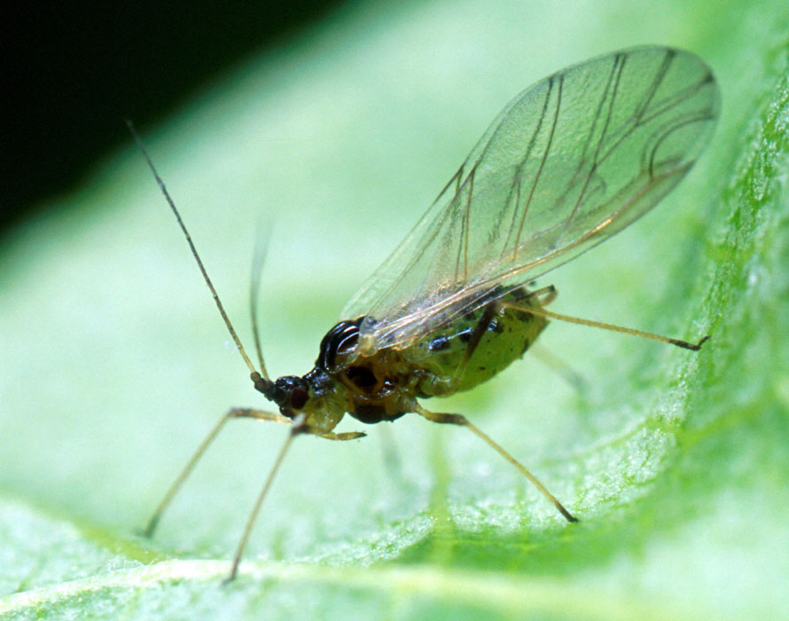 Myzus persicae (green peach aphid); an alate (winged) adult, an important vector of plum pox virus.