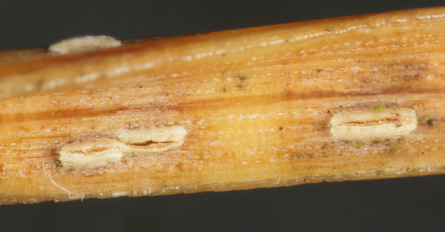 Young apothecia on concave side of dead, fallen Pinus sylvestris needle