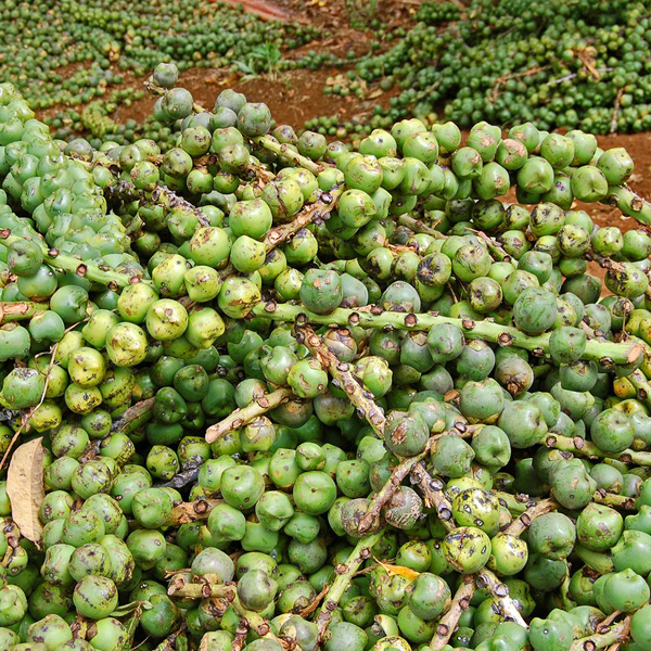 Arenga pinnata (sugar palm); harvested fruits, for making 'kolang-kaling'. Sirnarasa, Sukabumi, West Java, Indonesia. August 2008.