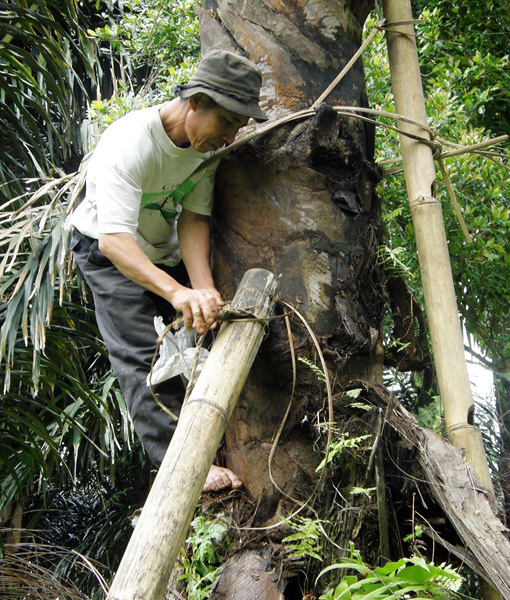 Arenga pinnata (sugar palm); being tapped for making palm-sugar, the juice is caught in bamboo tubes.