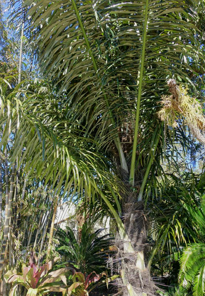 Arenga pinnata (sugar palm); habit, botanical specimen. Marie Selby Botanical Gardens, Sarasota, Florida, USA. March 2017.