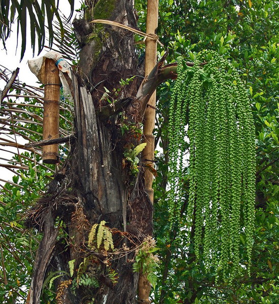 Arenga pinnata (sugar palm); habit, with male inflorescence, and tapped for making palm-sugar. Sirnarasa, Sukabumi, West Java, Indonesia. August 2008.