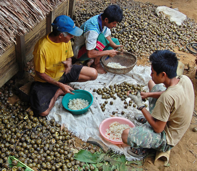 renga pinnata (sugar palm); opening boiled fruit, for making 'kolang-kaling'. Sirnarasa, Sukabumi, West Java, Indonesia. August 2008.