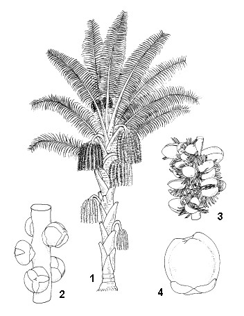 A. pinnata: 1, flowering tree; 2, part of pistillate rachilla; 3, part of staminate rachilla; 4, fruit.Reproduced from the series 'Plant Resources of South-East Asia', by kind permission of the PROSEA Foundation, Bogor, Indonesia.