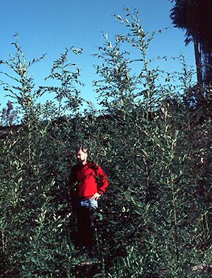 Nothofagus alpina, plantation, 3 years old, Antiquina, Chile.