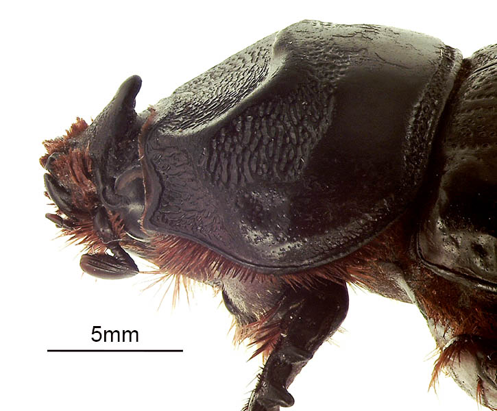Oryctes rhinoceros (coconut rhinoceros beetle); adult female, head and pronotum. Pearl Harbor Mil. Base, Hawaii USA. June 2014.