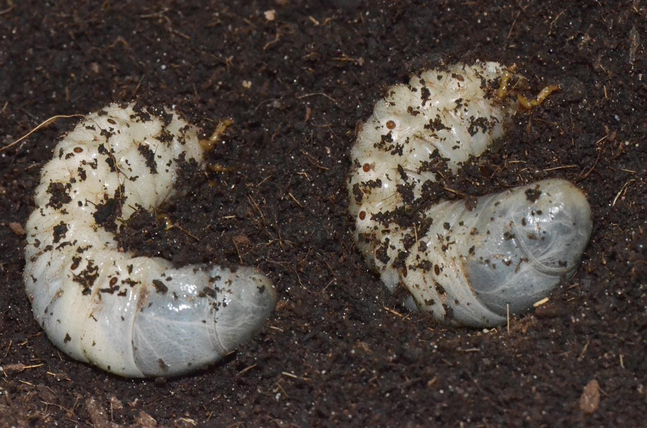 Larvae in soil