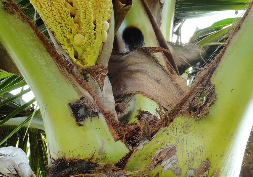 Oryctes rhinoceros (coconut rhinoceros beetle); damage to coconut fronds. Hawaii, USA. July 2015.