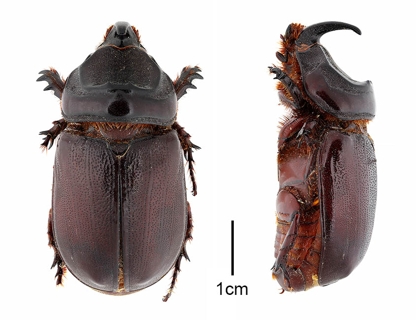 Oryctes rhinoceros (coconut rhinoceros beetle); adult males, lateral and dorsal views. Collected 20 August 1957 in Thailand (ex-Siam).