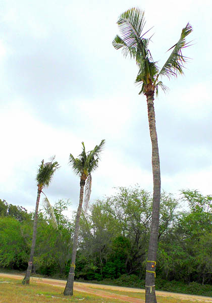 Oryctes rhinoceros (coconut rhinoceros beetle); crown damage to coconut palms. Hawaii, USA. June 2015.