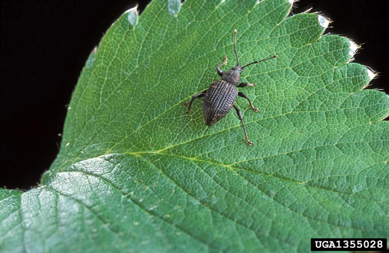 Nemasys L Nematode Control For Black Vine Weevil