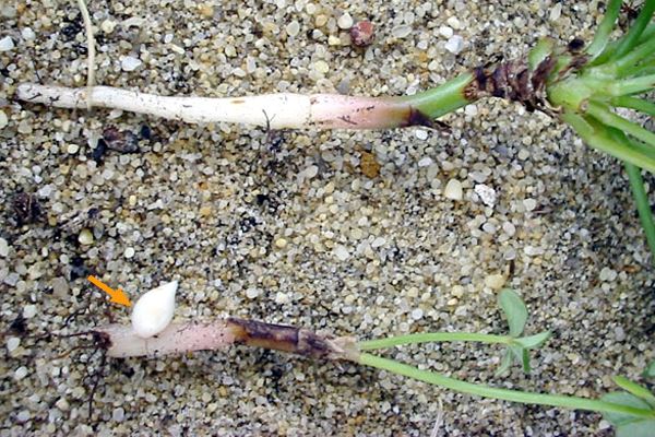Oxalis pes-caprae (Bermuda buttercup); tuberous underground stem and bulbil (arrowed).