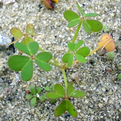 Oxalis pes-caprae (Bermuda buttercup); young plant.