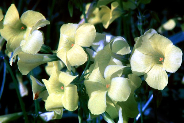 Oxalis pes-caprae (Bermuda buttercup); flowers.