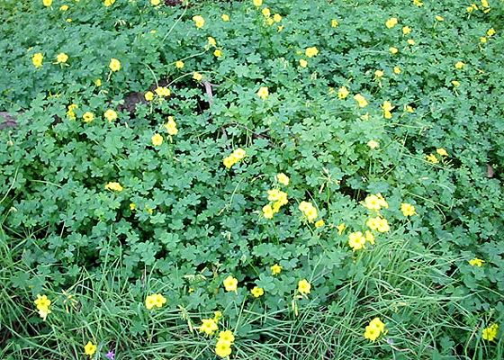 Oxalis pes-caprae (Bermuda buttercup); typical habit with leaves and flowers.