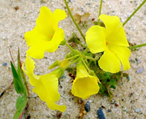 Oxalis pes-caprae (Bermuda buttercup); flowers on a small plant.