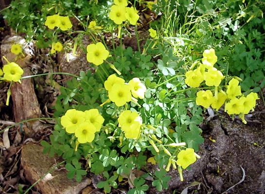Oxalis pes-caprae (Bermuda buttercup); habit in a small clump with flowers.