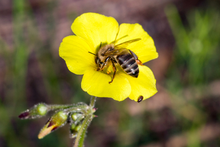 Apis mellifera capensis (Cape honey bee); Worker feeding on Oxalis pes-caprae. Stellenbosch, Western Cape, South Africa. August 2011.