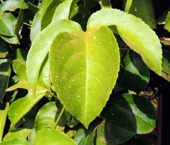 Passiflore Vitifolia : fleur tropicale & Fruits de la Passion - Tijardin