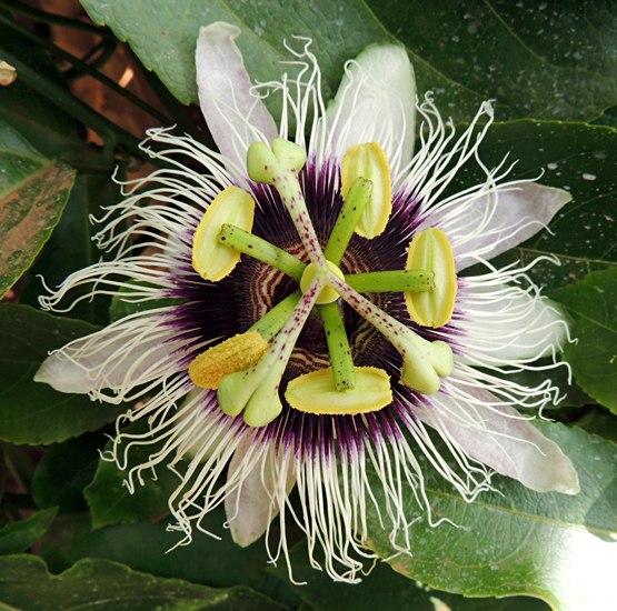 Passiflore Vitifolia : fleur tropicale & Fruits de la Passion - Tijardin