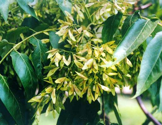 Ailanthus altissima: immature fruits (samaras)