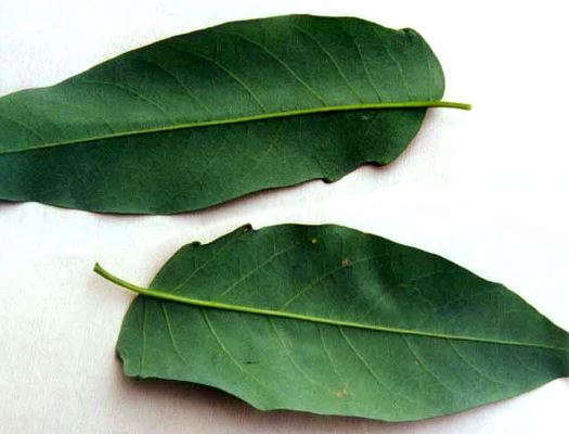 Ailanthus altissima: leaves and leaf glands