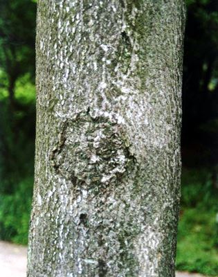 Ailanthus altissima: lower trunk and bark