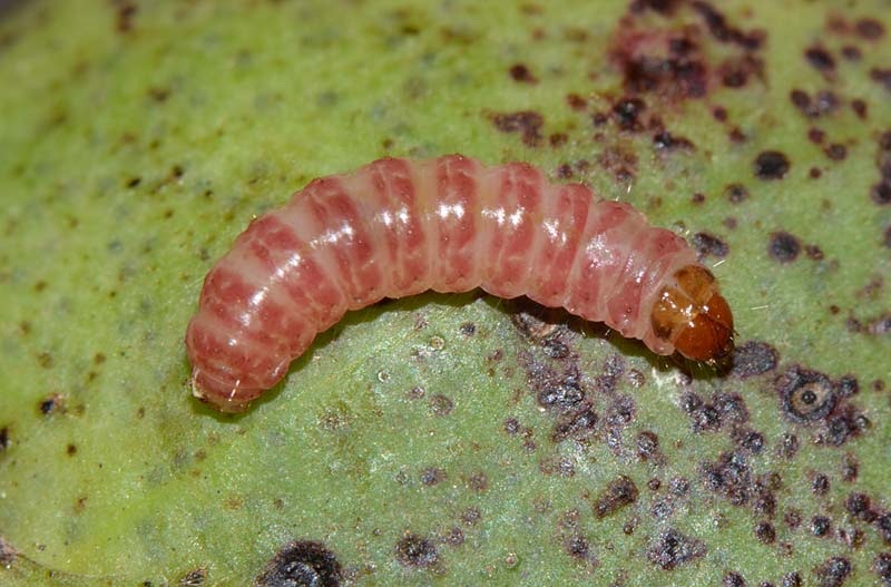 Pink bollworm - Wikipedia