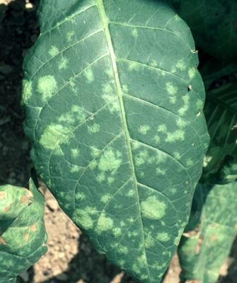 P. hyoscyami f.sp. tabacina, early symptoms (oily spots) on upper leaf surface of tobacco.