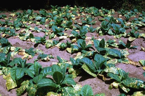 Tobacco field heavily attacked by Peronospora hyoscyami f.sp. tabacina.