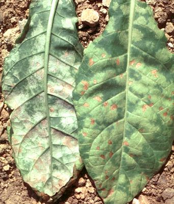 Symptoms of downy mildew caused by P. hyoscyami f.sp. tabacina on tobacco leaves. Lower leaf surface (A), upper surface (B).