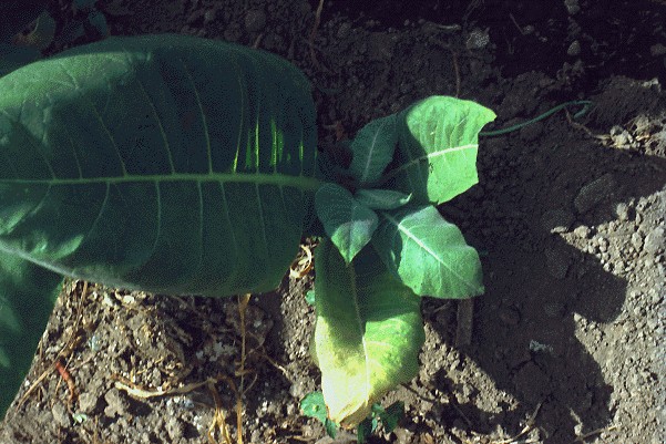 One-sided growth of tobacco plant with systemic infection.