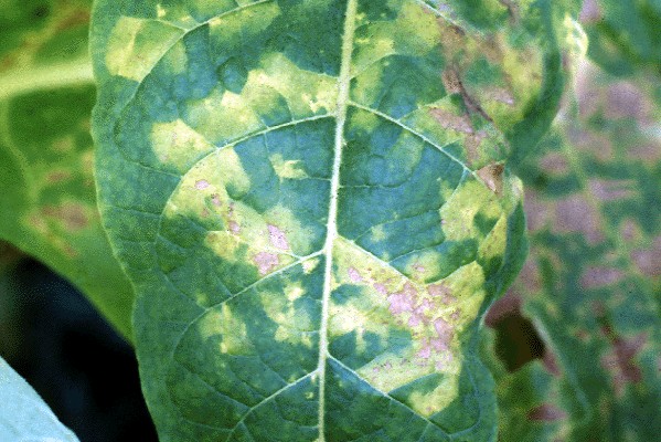 Chlorotic spots on mature tobacco leaf.