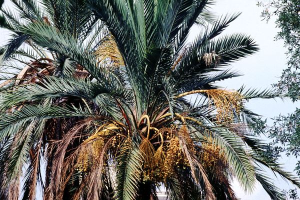 Phoenix dactylifera (date-palm) | PlantwisePlus Knowledge Bank