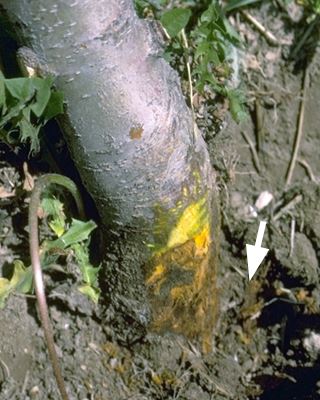 Brown decay of rootstock collar just below ground; a common symptom of Phytophthora root, crown and collar rot.