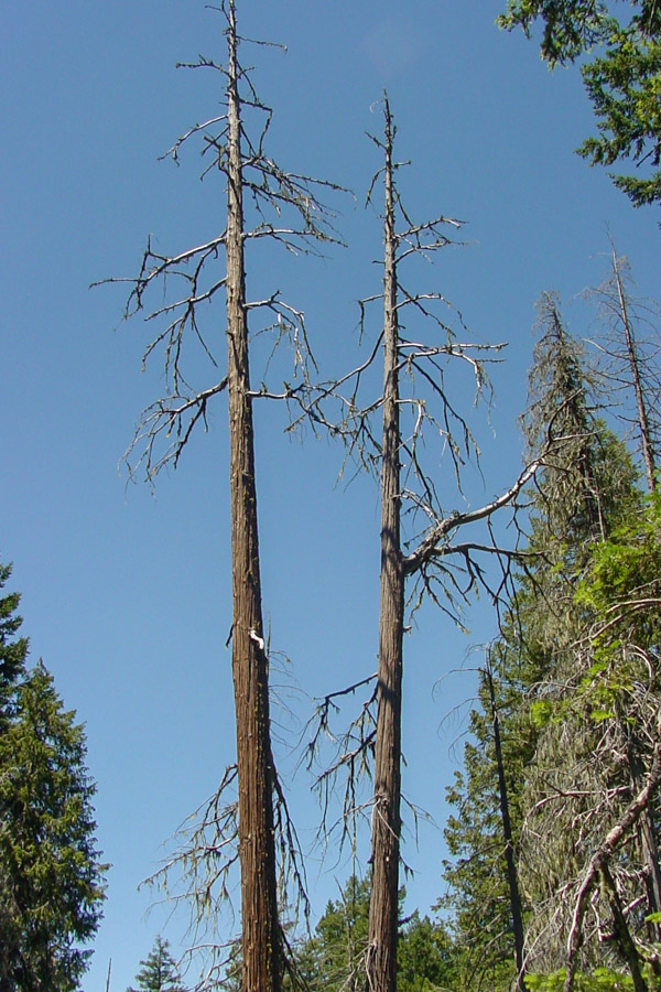 Phytophthora lateralis (Port-Orford-cedar root disease); Port Orford cedar killed by Phytophthora lateralis root disease. Page Mountain area. Rogue River-Siskiyou National Forest. Photo by Richard Sniezko. June 2004.