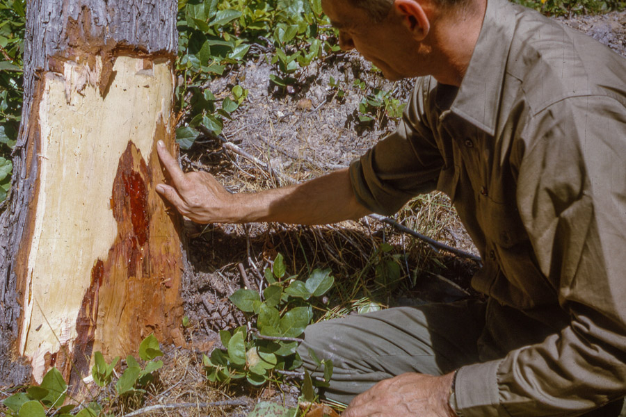 Phytophthora lateralis (Port-Orford-cedar root disease); Pointing out discolored inner bark caused by Phytophthora lateralis root disease. Bandon, Oregon, USA. August 1965.