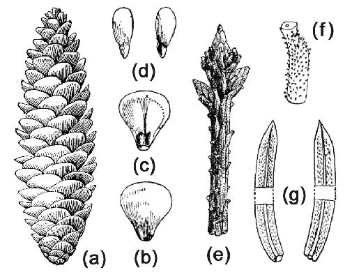 Picea obovata: (a) mature cone; (b & c) scales with seeds; (d) seeds with wings; (e & f) strobiles; (g) needles.