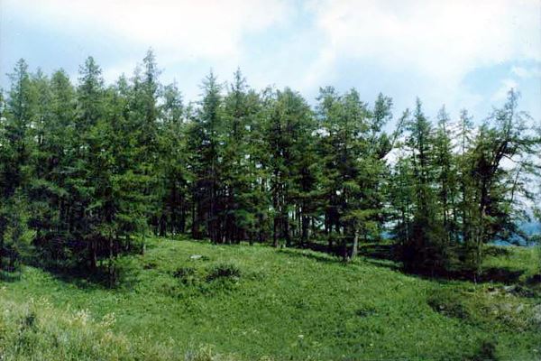 Picea obovata mixed with Larix sibirica and Pinus sibirica in Altai, Xinjiaang Region, China, at an elevation of 1350 m.
