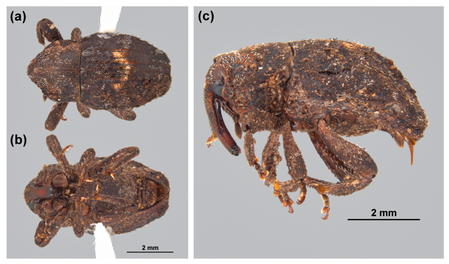 Elytroteinus geophilus; Adult (a) dorsal; (b) ventral; and (c) lateral views. - Taken from Synthesis of Known and New Host Plant Records of the Fijian Ginger Weevil, Elytroteinus geophilus (Lucas) (Coleoptera, Curculionidae, Cryptorhynchinae) Suggests a Preference for Starch-storing Plant Organs (https://doi.org/10.3390/insects10080229)