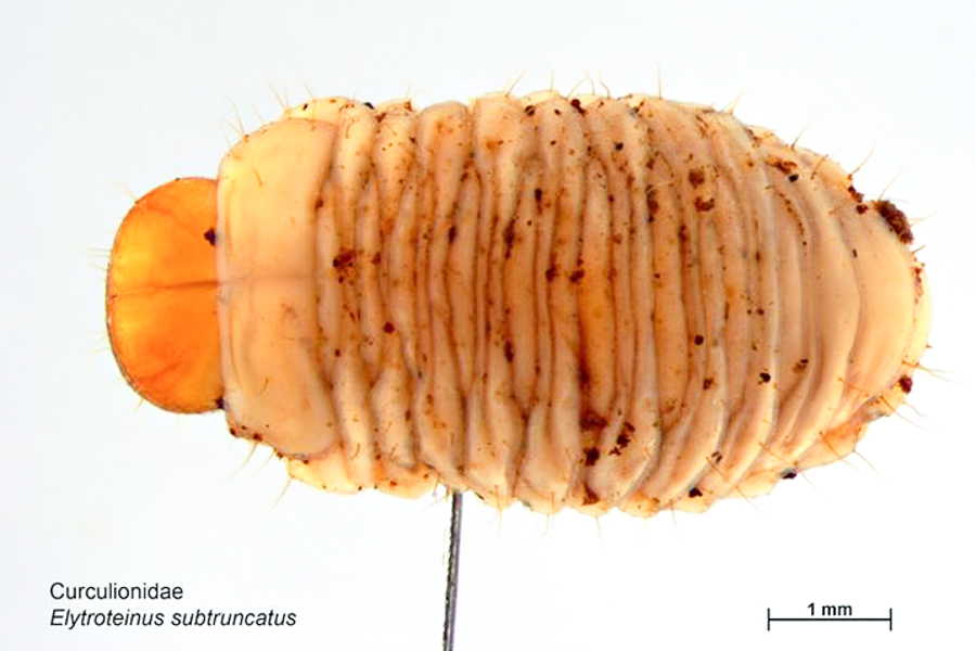 Elytroteinus geophilus; Larva - dorsal view.