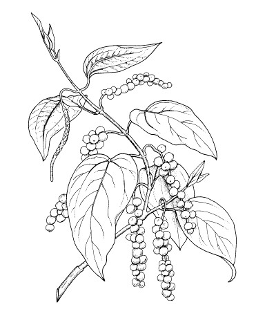 Black And White Flower png download - 712*1024 - Free Transparent Black  Pepper png Download. - CleanPNG / KissPNG