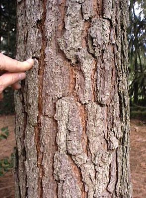 File:Pinus taeda loblolly pine bark.jpg - Wikimedia Commons