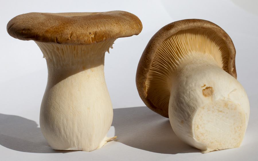 Kit de culture de champignons Cardoncelli, Pleutorus Eryngii