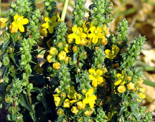 Alectra vogelii (yellow witchweed) | PlantwisePlus Knowledge Bank