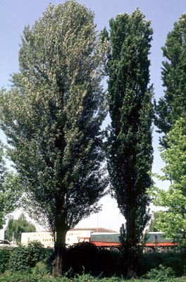 Female tree (unspecified variety) with broad crown, and a male (P. nigra var. italica). Po Valley, Italy.