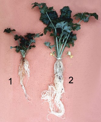 Recognizing and Managing Nematode Damage in Strawberries